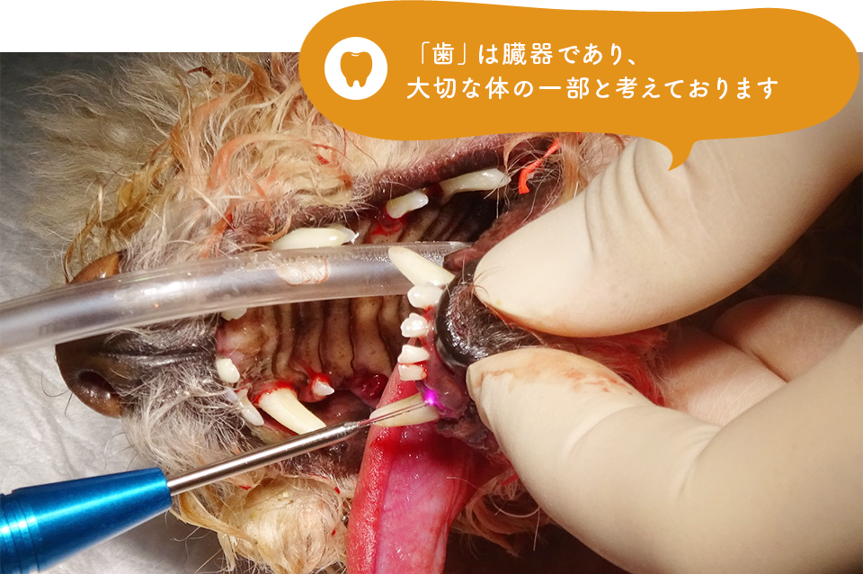 歯科診療：「歯」は臓器であり、大切な体の一部と考えております